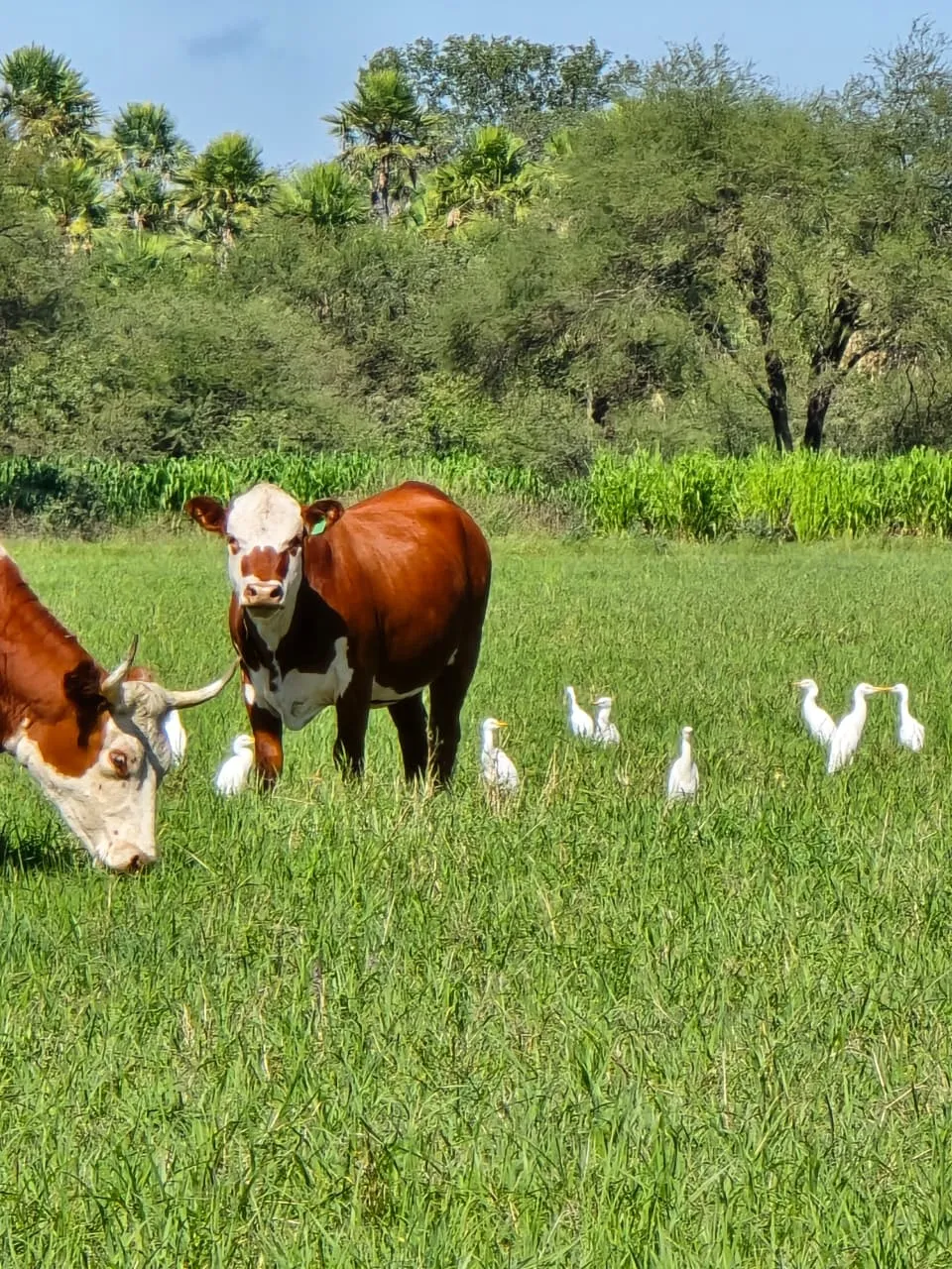 Ganado Pampa