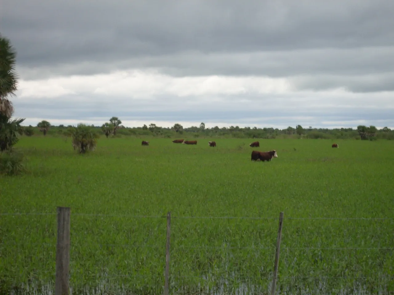 Campo Hostil